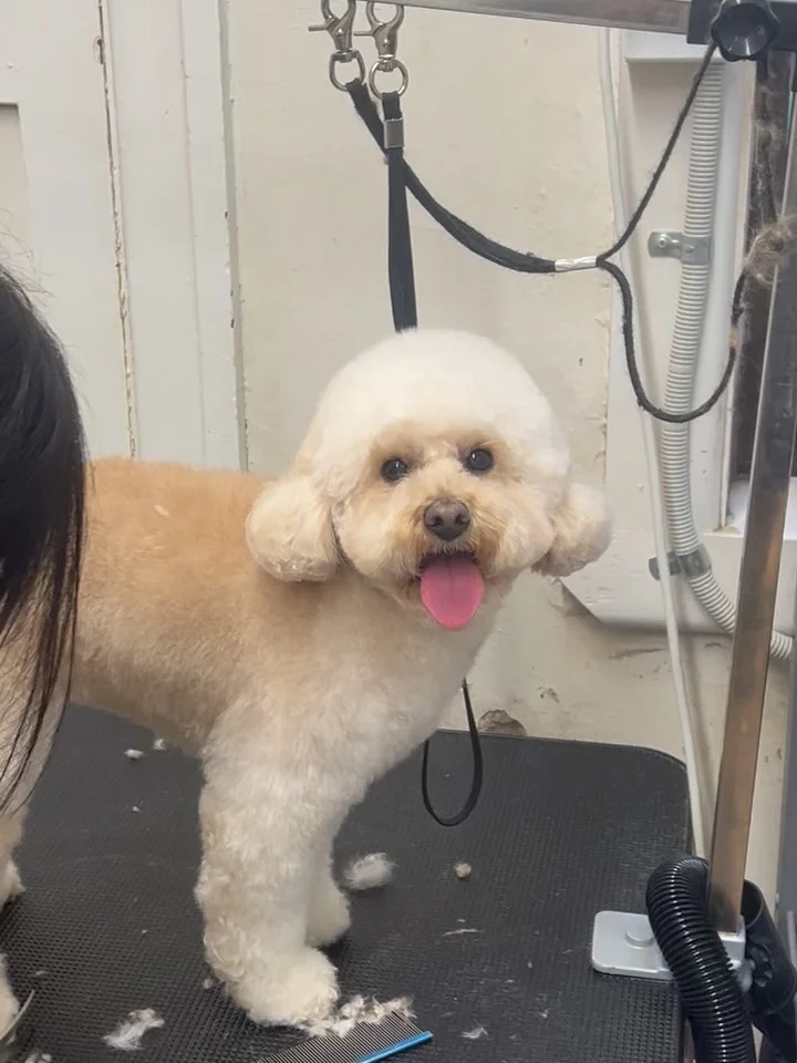 MiMi, a cream toy poodle posing tongue-out