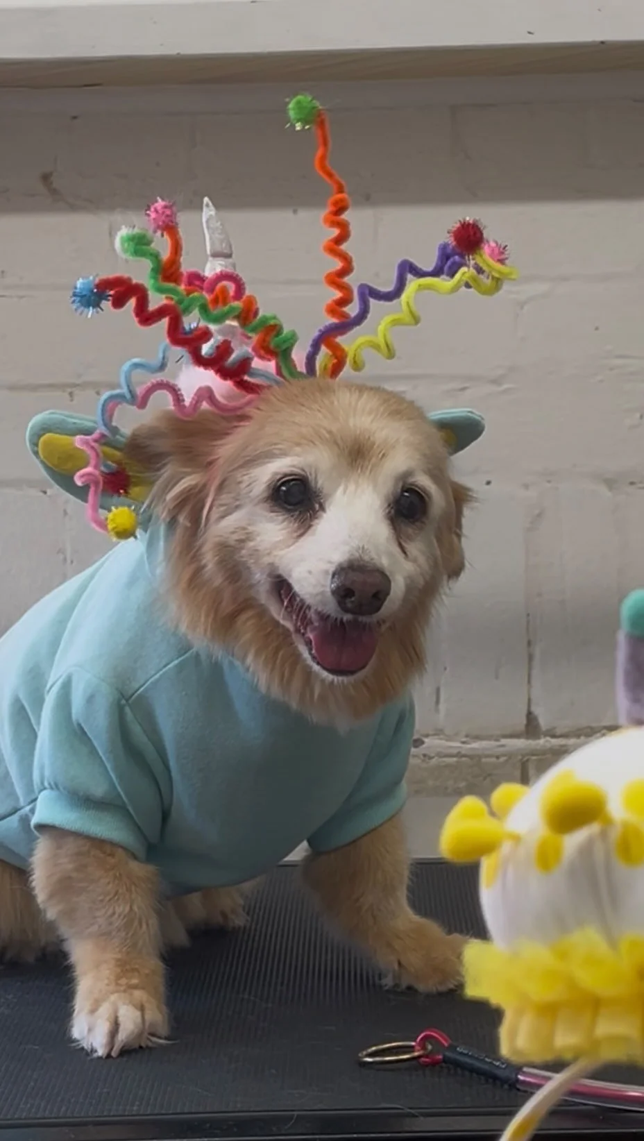 Goldie, an 18-year-old dog in a birthday crown