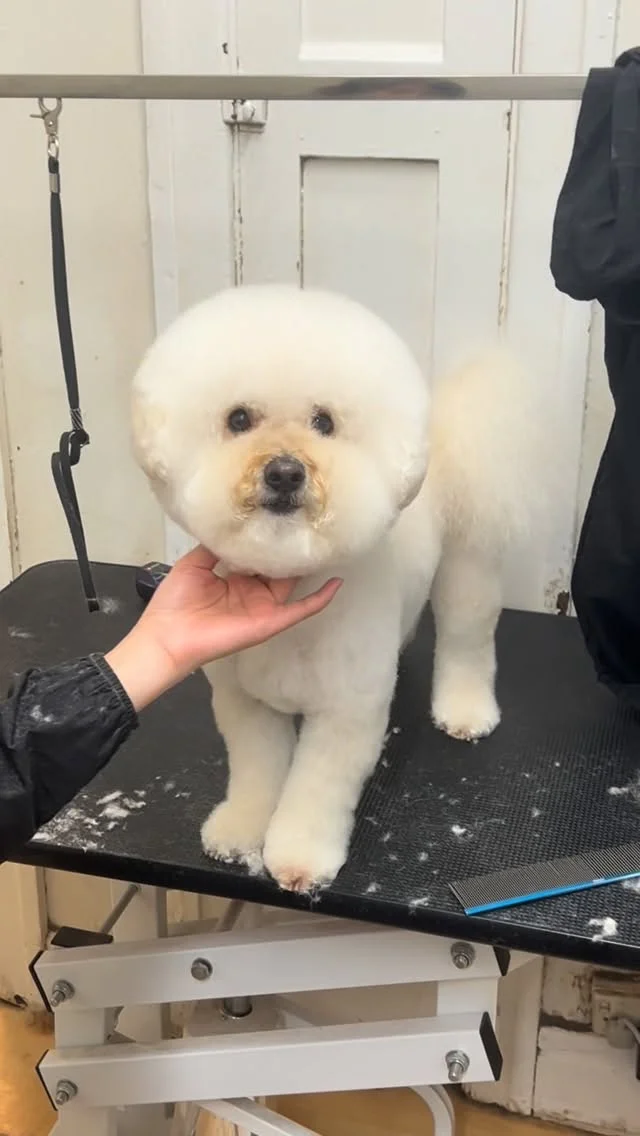 Sam, a white Bichon Frise with a classic round cut