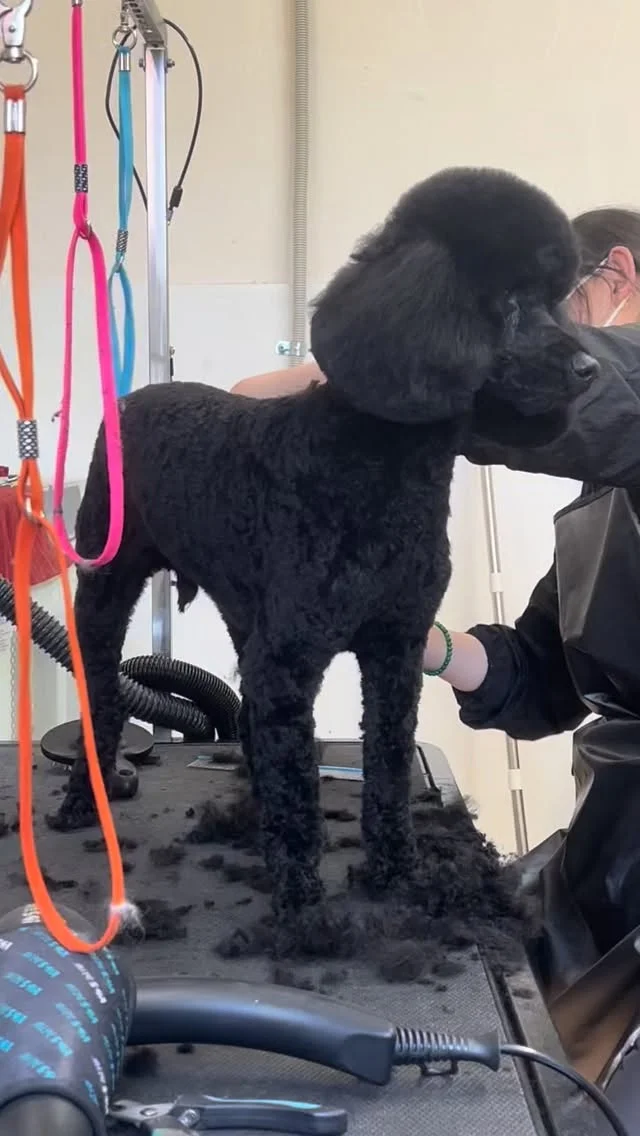 Alfie, a black Standard Poodle with a classic poodle cut